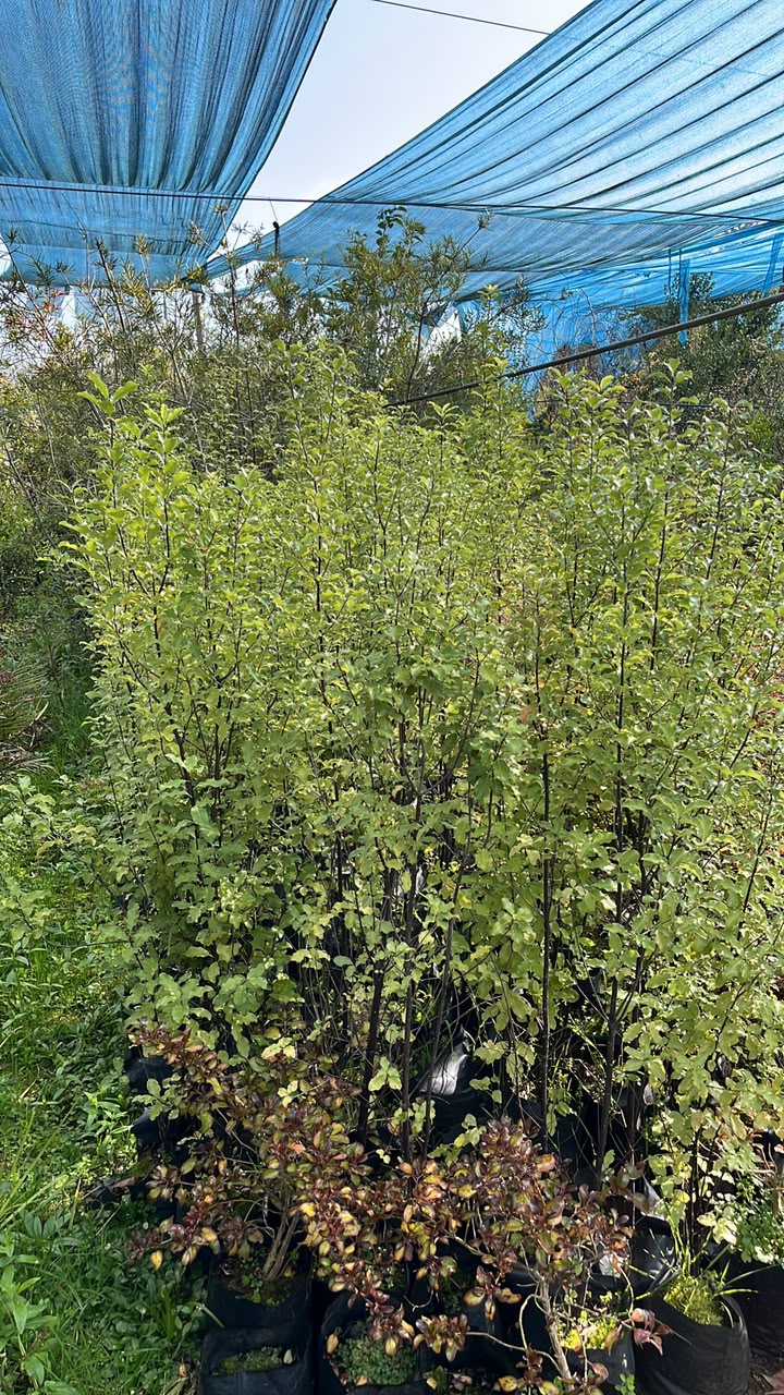 Vivero Maitenes